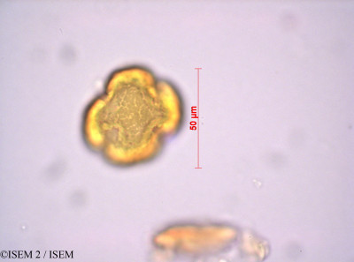 ISEM 2/Audouinia_capitata_14155/Audouinia_capitata_14155_0001(copy)_thumb.jpg